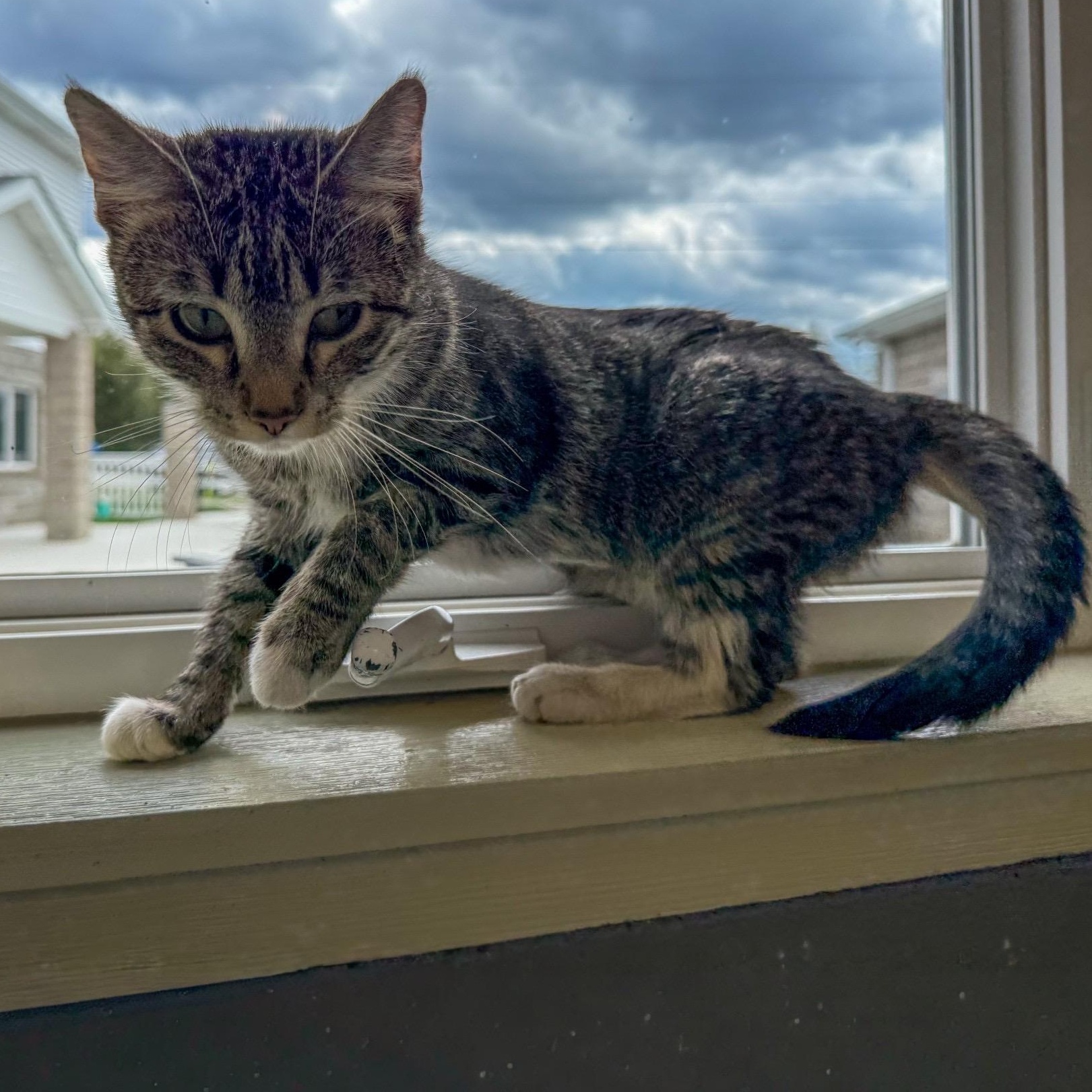 Enlarge Abby, an adopted Domestic Short Hair in Latrobe, PA image 3/5