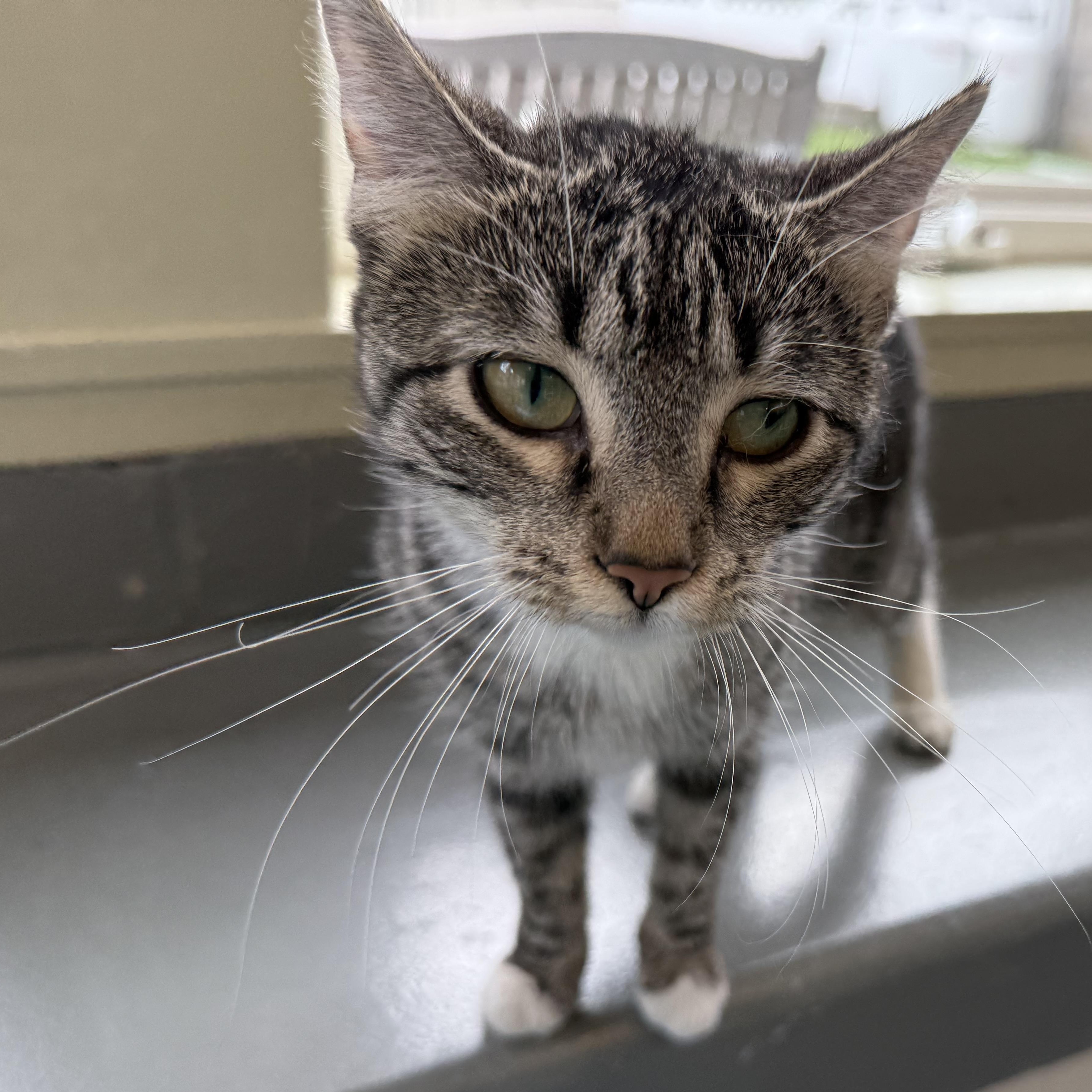 Enlarge Abby, an adopted Domestic Short Hair in Latrobe, PA image 2/5