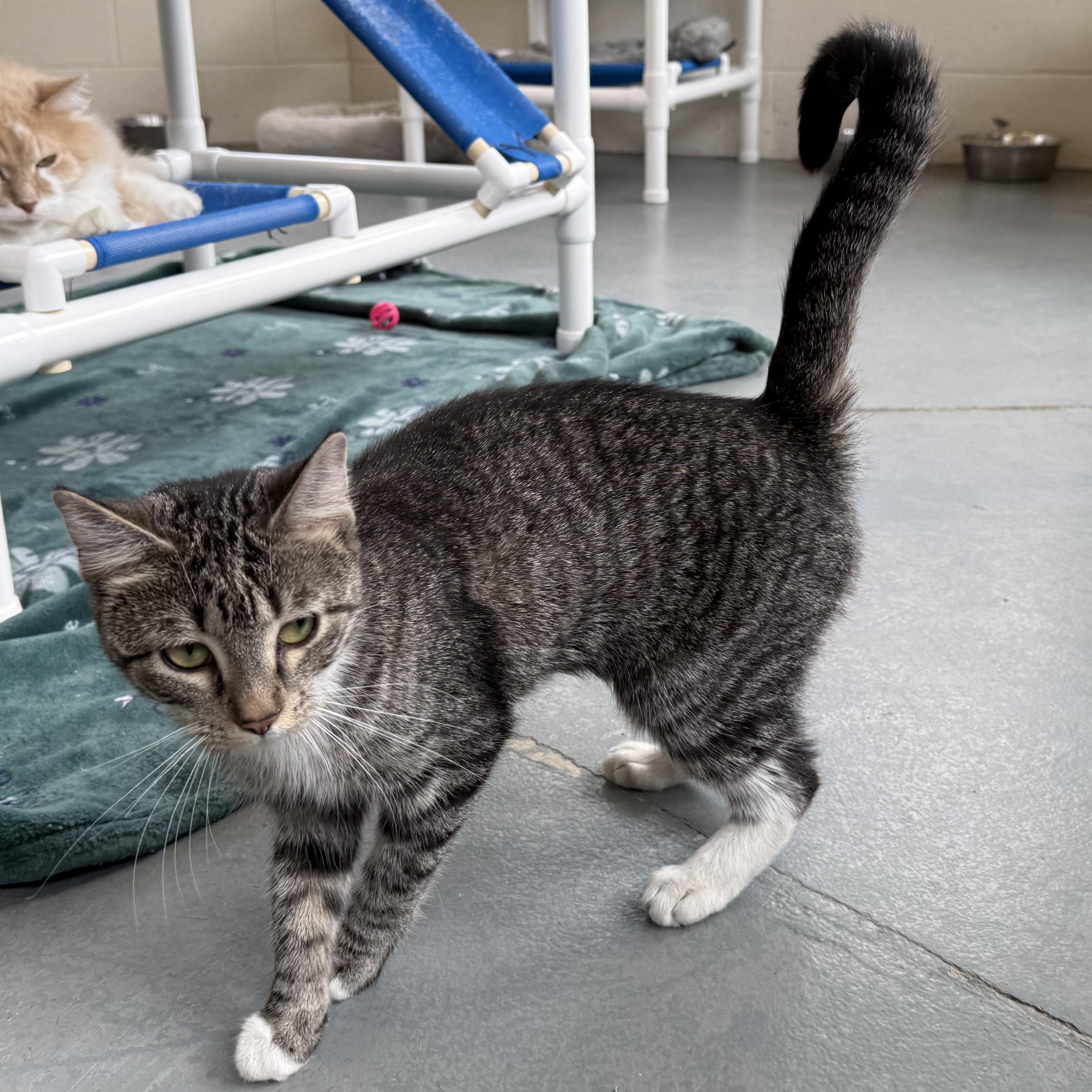 Enlarge Abby, an adopted Domestic Short Hair in Latrobe, PA image 4/5