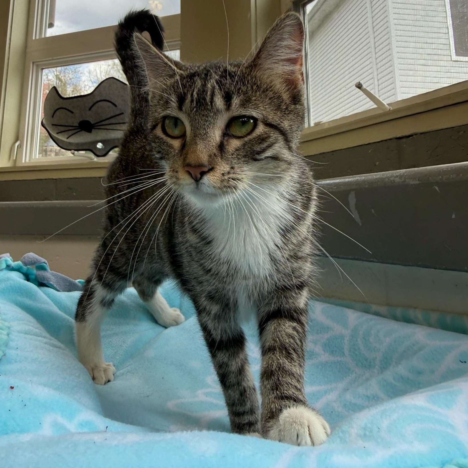 Enlarge Abby, an adopted Domestic Short Hair in Latrobe, PA image 5/5