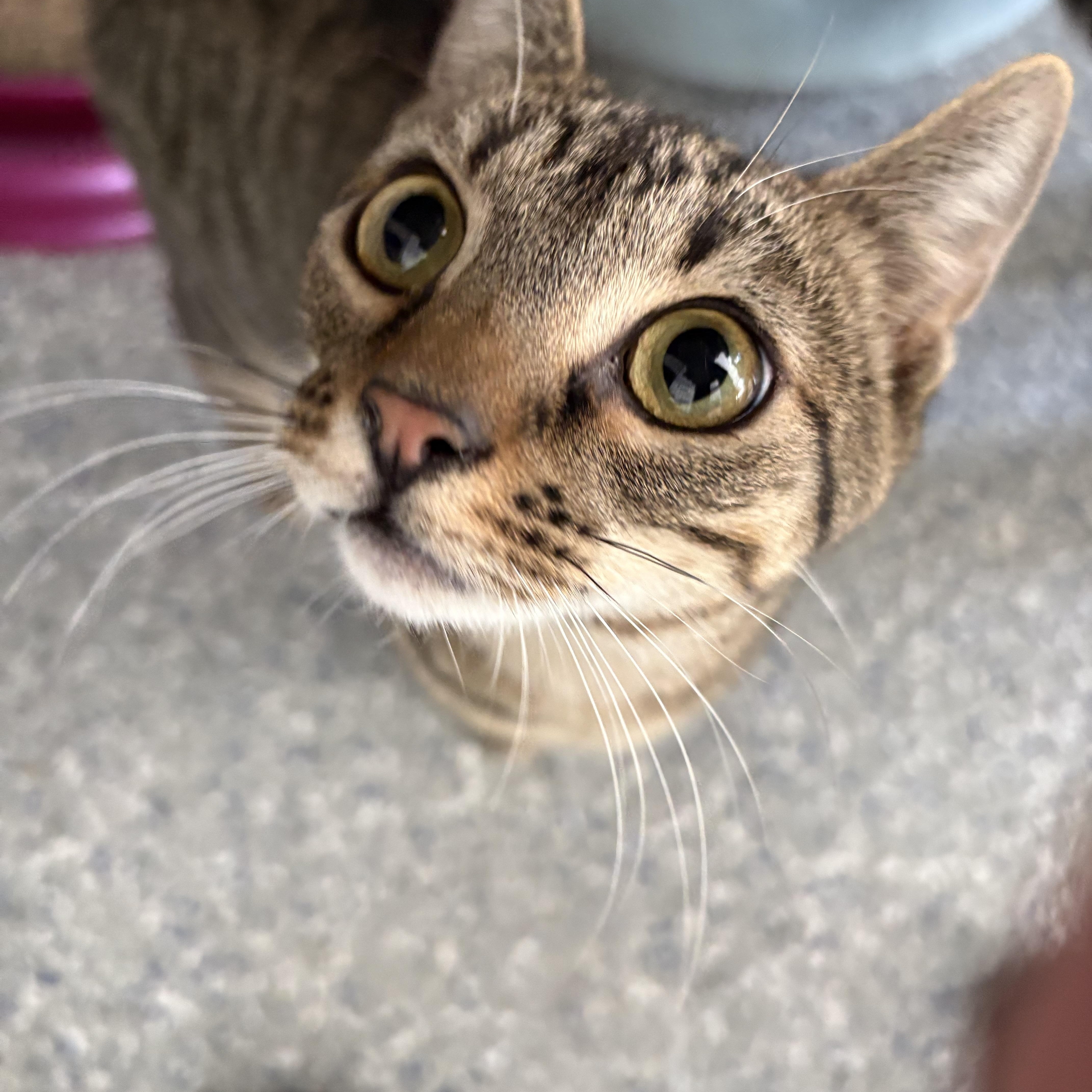 Thelma, ADOPTABLE, Young Female Tabby.