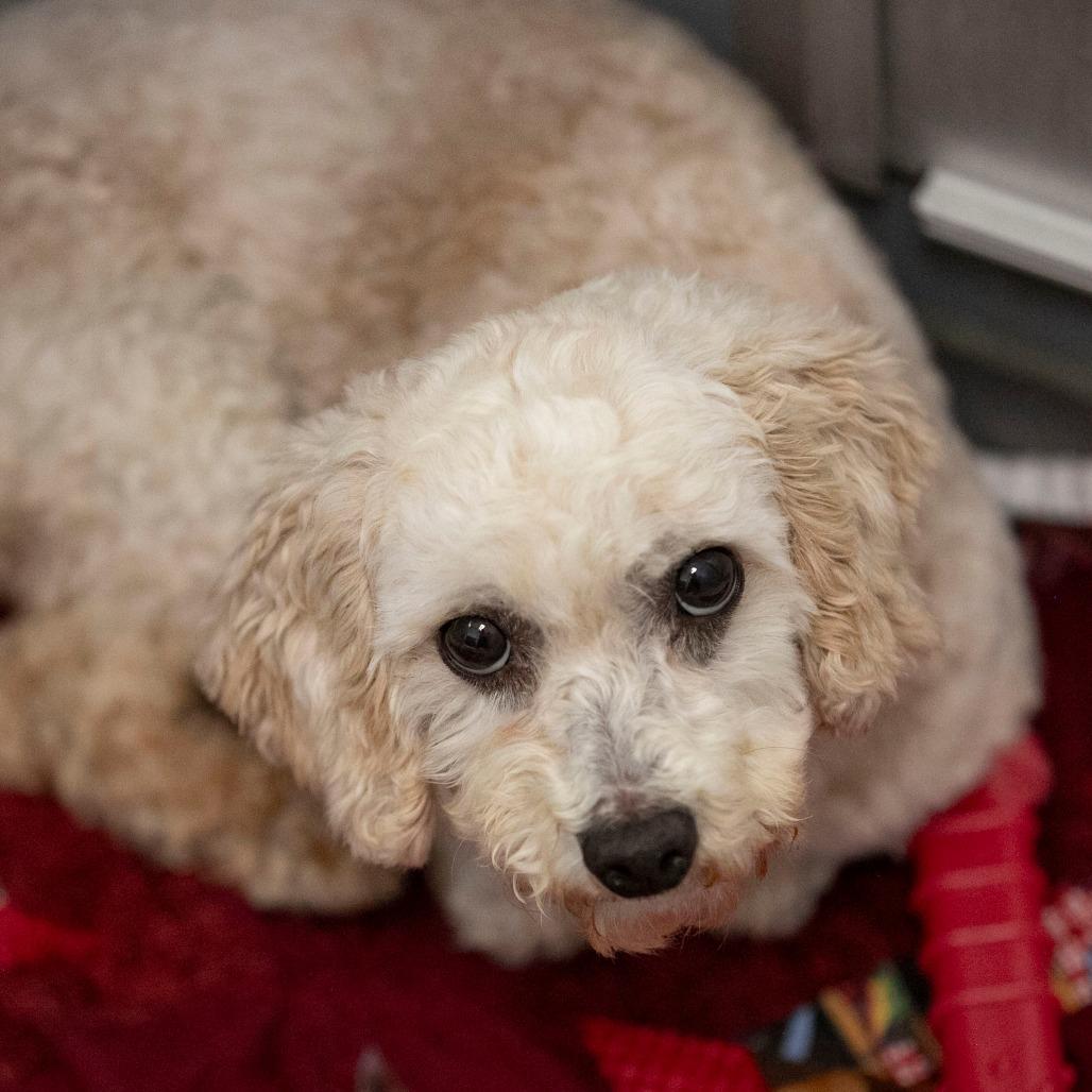 Benjamin (OT25-91), Adoptable, Senior Male Poodle.