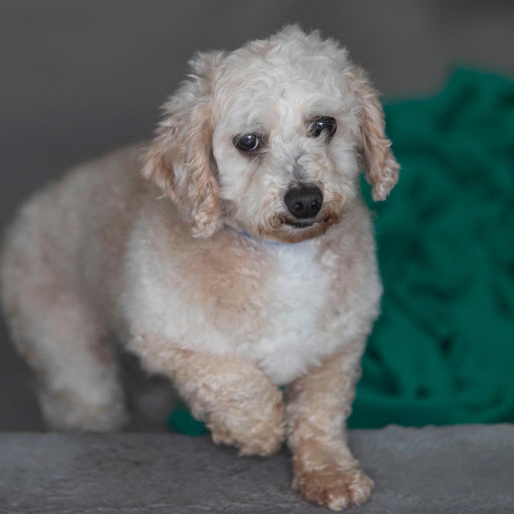 Enlarge Benjamin (OT25-91), a Adoptable Poodle in Peyton, CO image 2/6