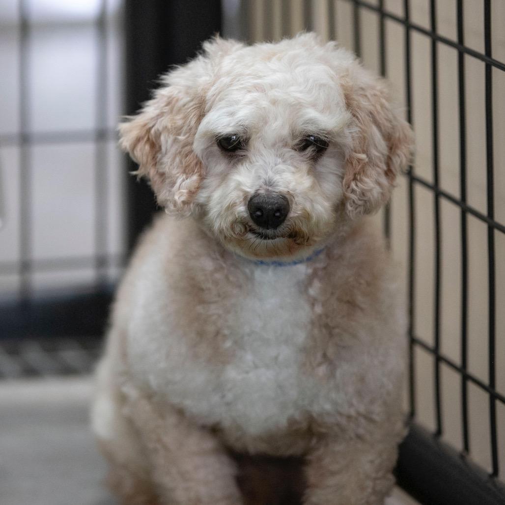 Enlarge Benjamin (OT25-91), a Adoptable Poodle in Peyton, CO image 3/6