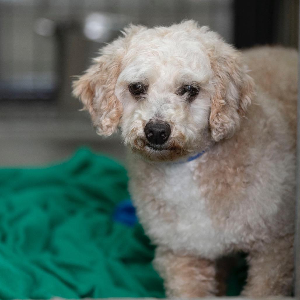 Enlarge Benjamin (OT25-91), a Adoptable Poodle in Peyton, CO image 4/6