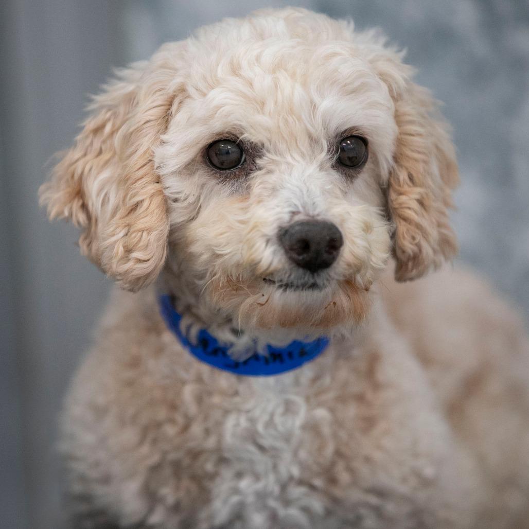 Enlarge Benjamin (OT25-91), a Adoptable Poodle in Peyton, CO image 5/6
