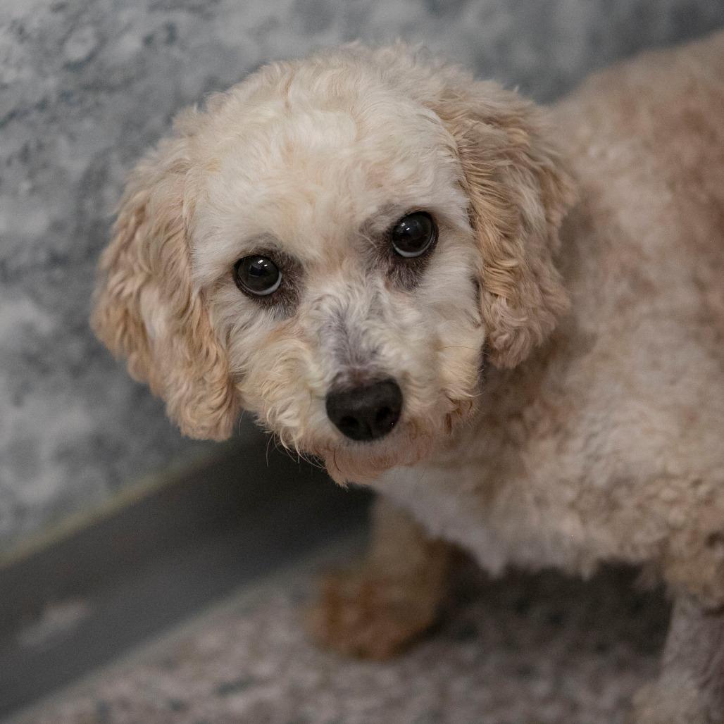 Enlarge Benjamin (OT25-91), a Adoptable Poodle in Peyton, CO image 6/6