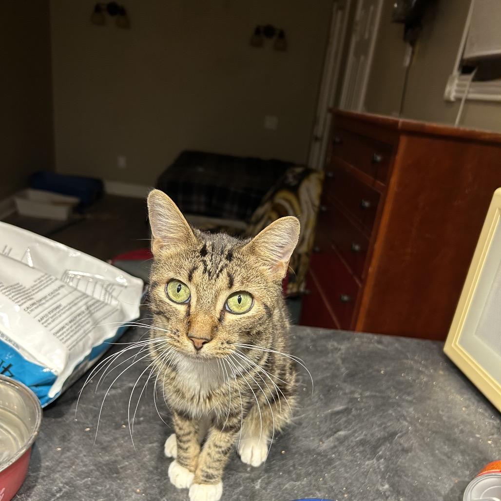 Enlarge Raider, a Adoptable Domestic Short Hair in Port Neches, TX image 1/5