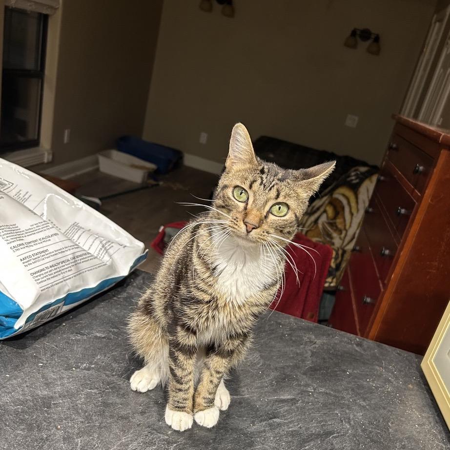 Enlarge Raider, a Adoptable Domestic Short Hair in Port Neches, TX image 2/5