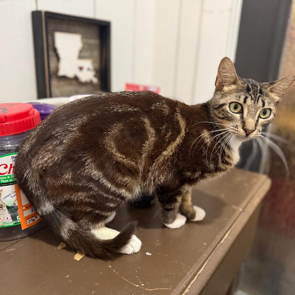 Enlarge Raider, a Adoptable Domestic Short Hair in Port Neches, TX image 3/5