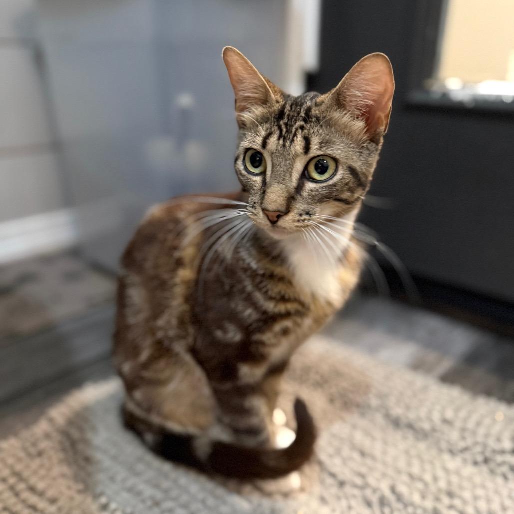 Enlarge Raider, a Adoptable Domestic Short Hair in Port Neches, TX image 5/5