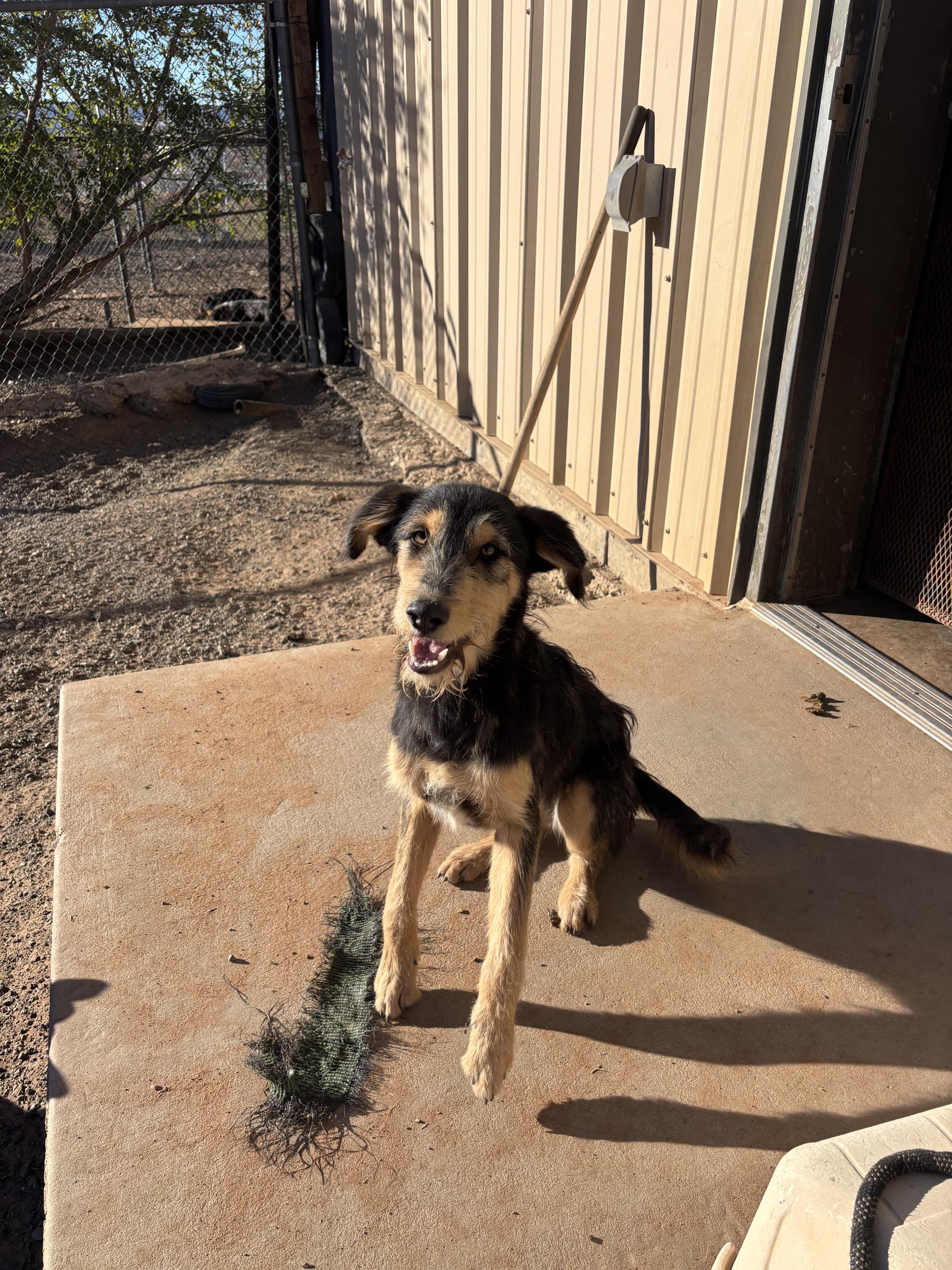 Karl, a ADOPTABLE mixed breed in Fort Collins, CO image 1/2