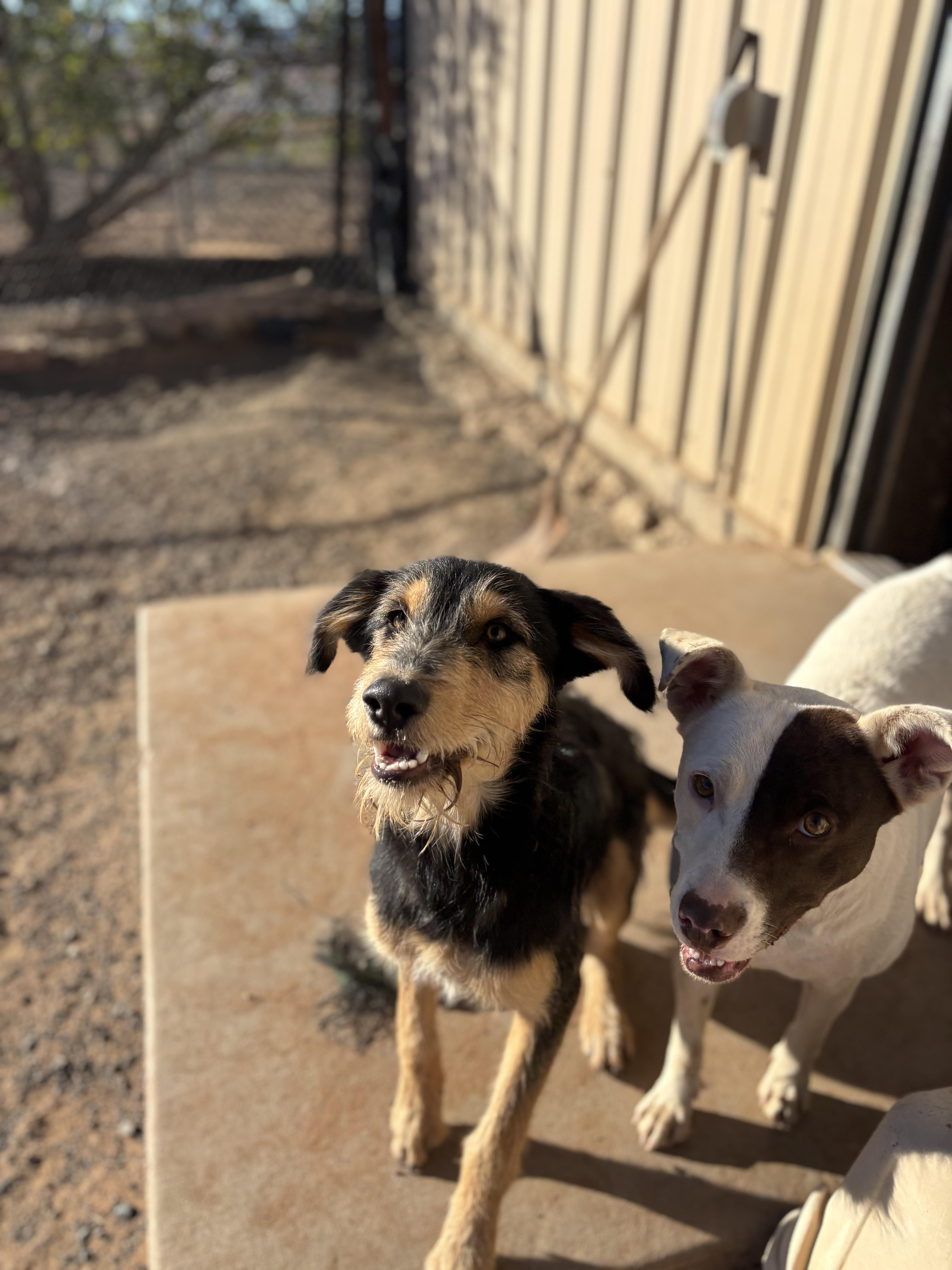 Karl, a ADOPTABLE mixed breed in Fort Collins, CO image 2/2