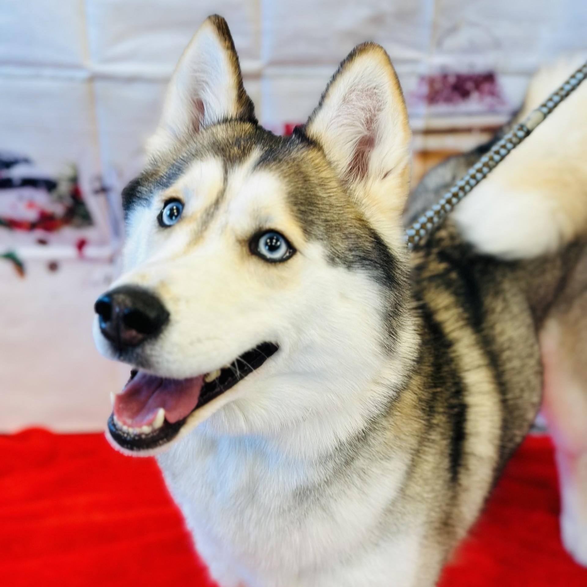Enlarge Chanel , an adoptable Siberian Husky in Manahawkin, NJ image 3/4