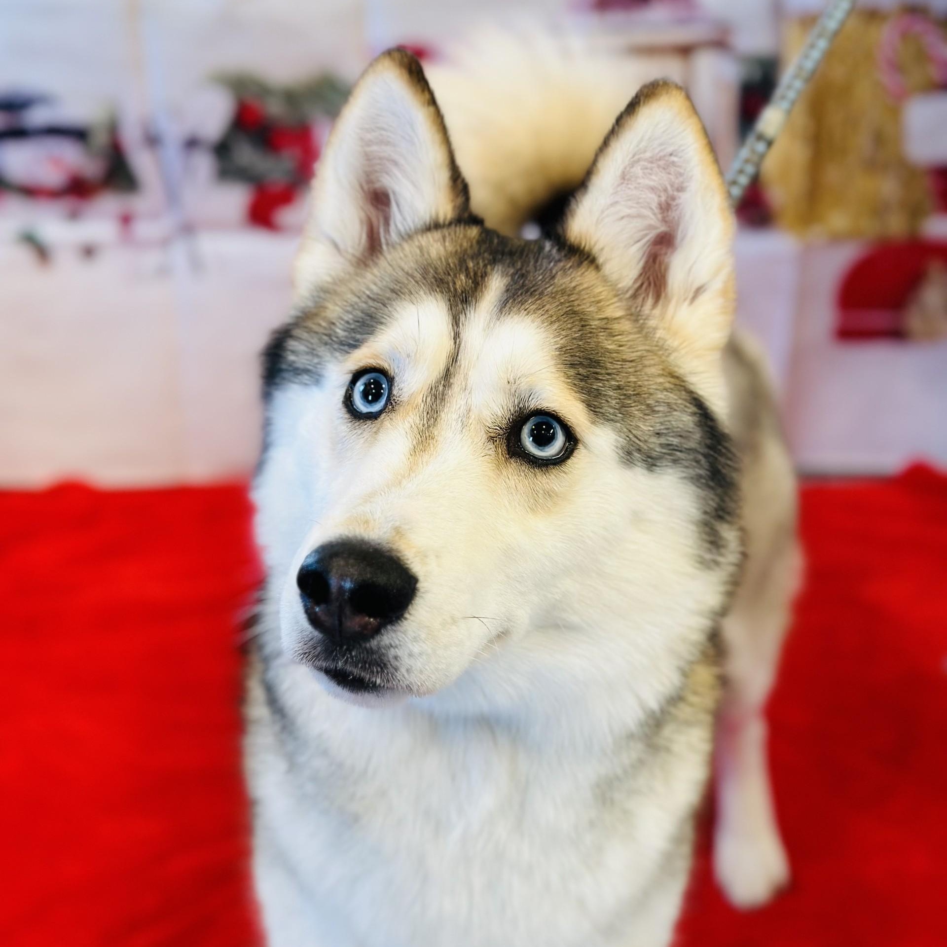 Enlarge Chanel , an adoptable Siberian Husky in Manahawkin, NJ image 1/4