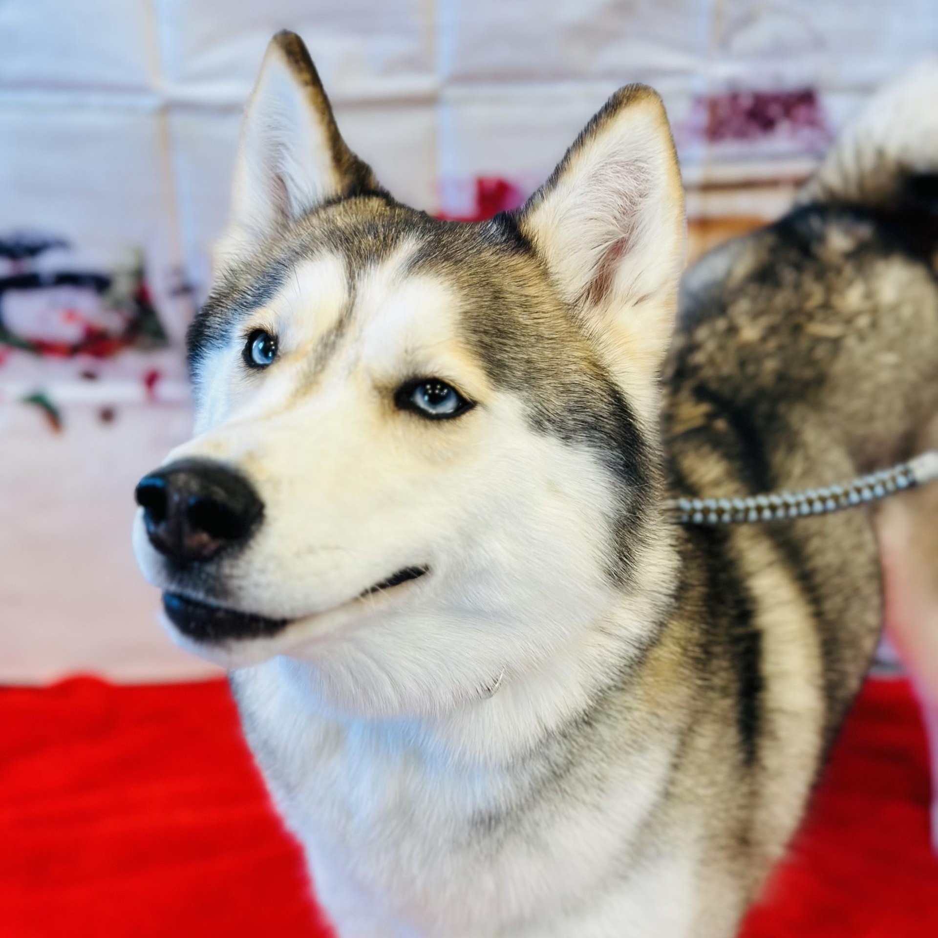 Enlarge Chanel , an adoptable Siberian Husky in Manahawkin, NJ image 4/4