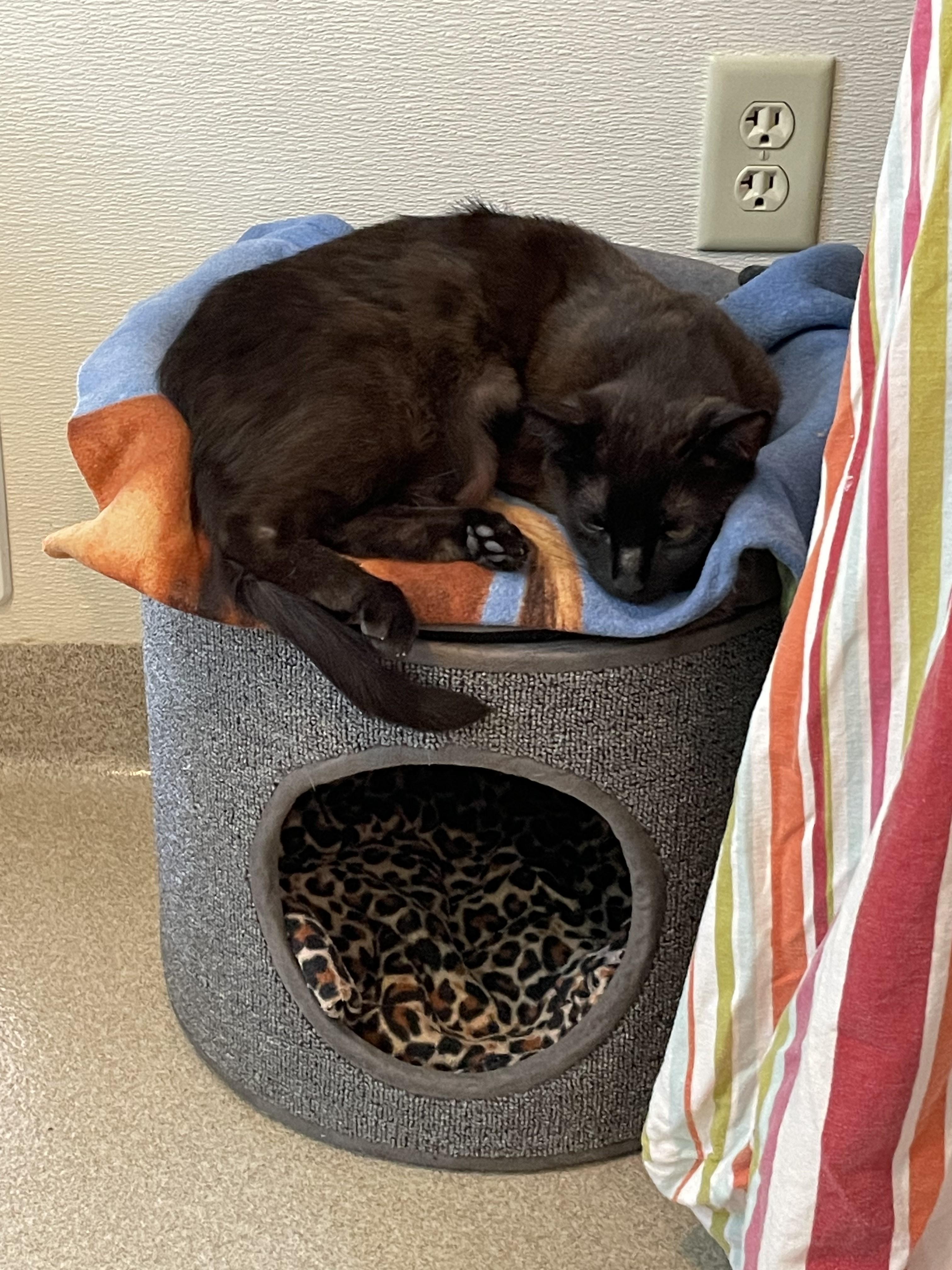 Olive photo 4