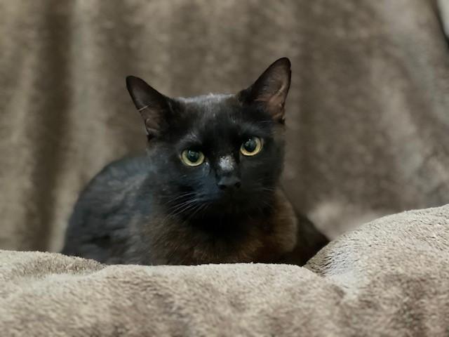 Olive, Young Female Domestic Short Hair