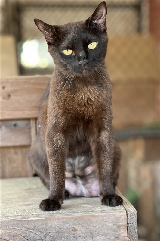 Olive photo 3