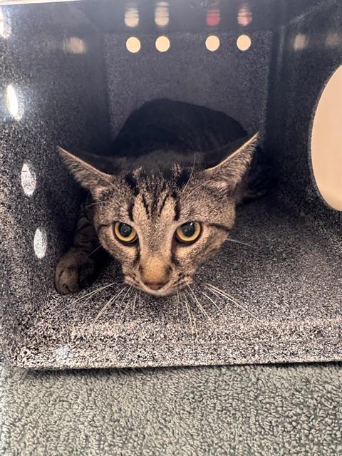 Enlarge AM, a Adoptable Domestic Short Hair in Huntsville, AL image 1/1