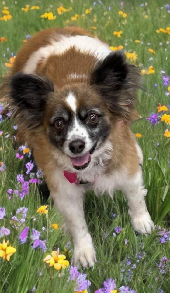 Enlarge Amy, an adopted Papillon in Las Vegas, NV image 4/6