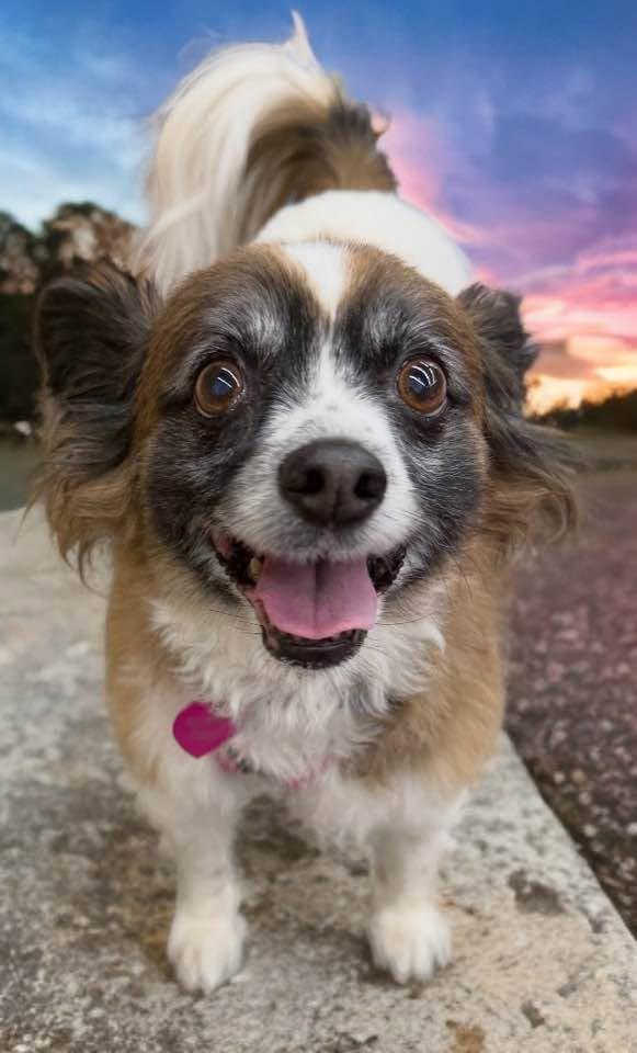 Amy, adopted, Senior Female Papillon.