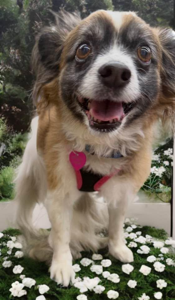 Enlarge Amy, an adopted Papillon in Las Vegas, NV image 2/6