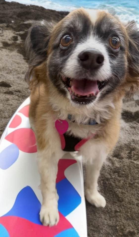Enlarge Amy, an adopted Papillon in Las Vegas, NV image 5/6