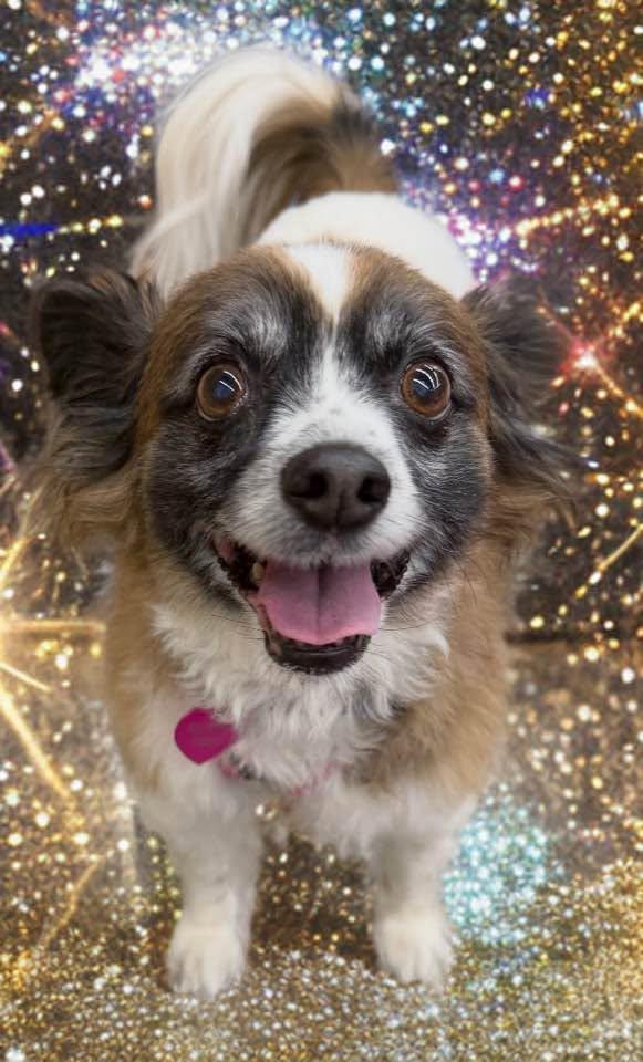 Enlarge Amy, an adopted Papillon in Las Vegas, NV image 3/6
