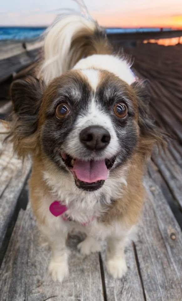 Enlarge Amy, an adopted Papillon in Las Vegas, NV image 6/6
