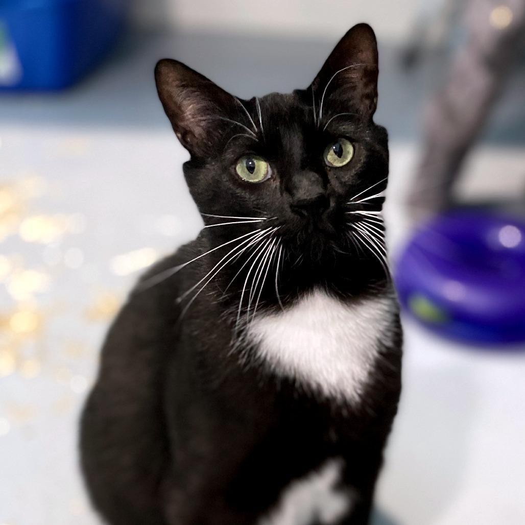 Enlarge Jupiter, a Adoptable Domestic Short Hair in Springfield, OR image 1/3