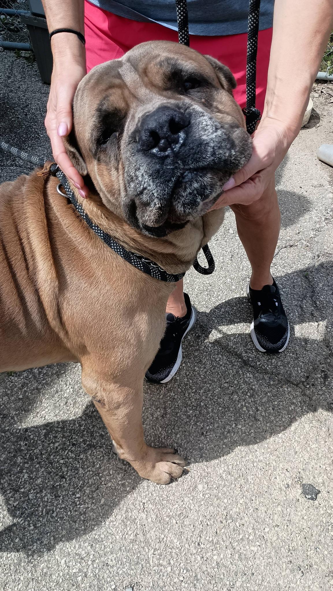 Enlarge Hercules, an adopted mixed breed in Speedway, IN image 3/4