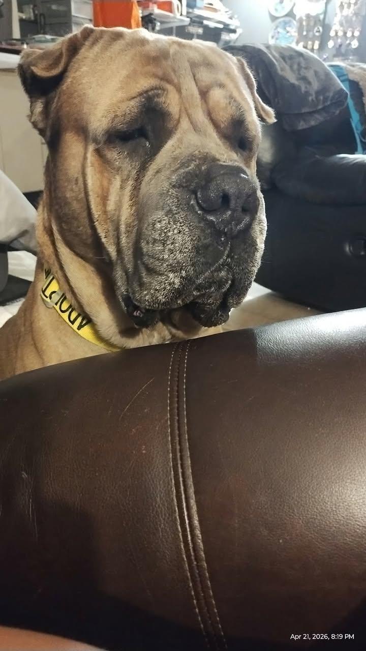 Hercules, adopted, Young Male Bullmastiff.