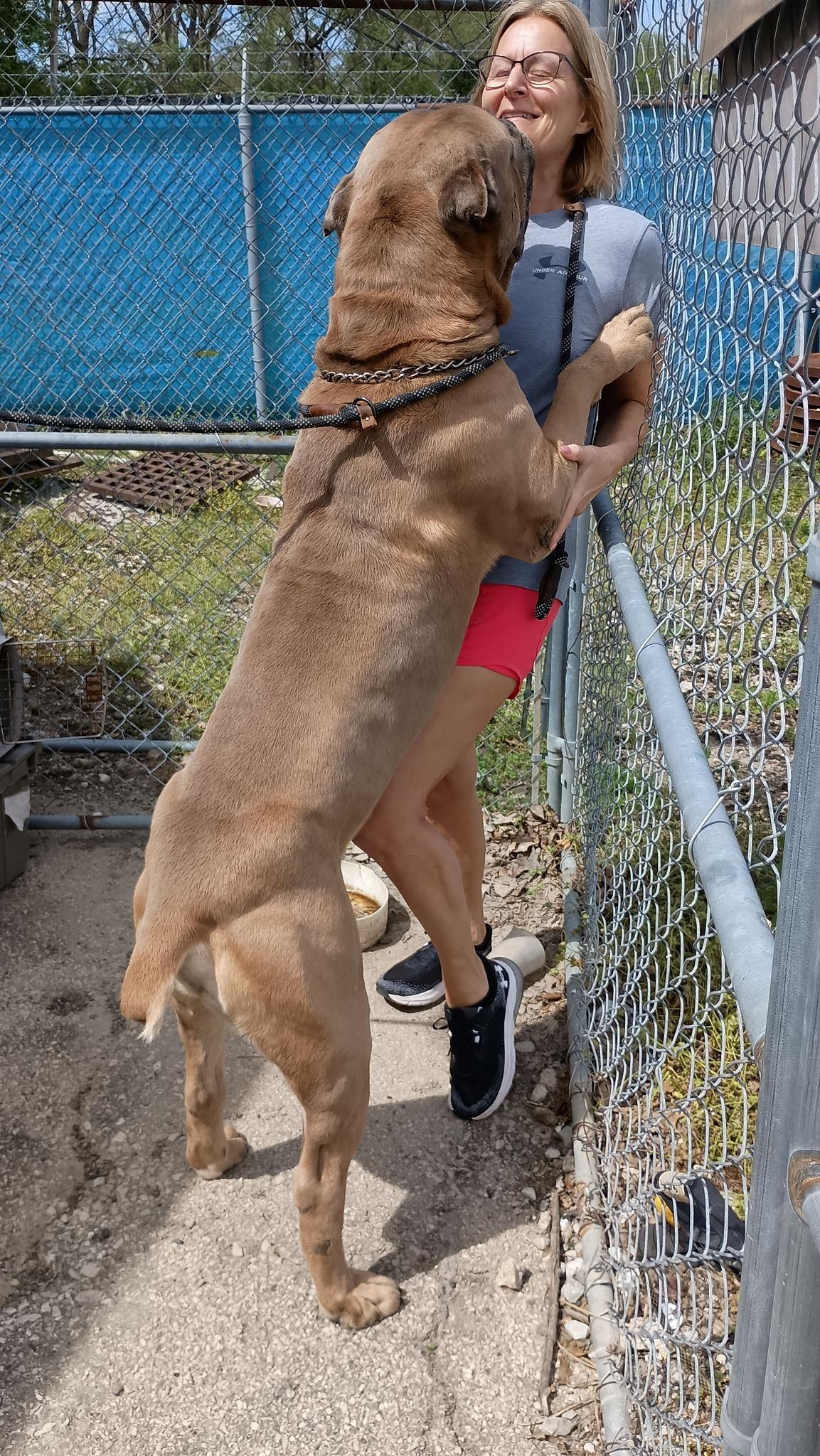 Enlarge Hercules, an adopted mixed breed in Speedway, IN image 4/4