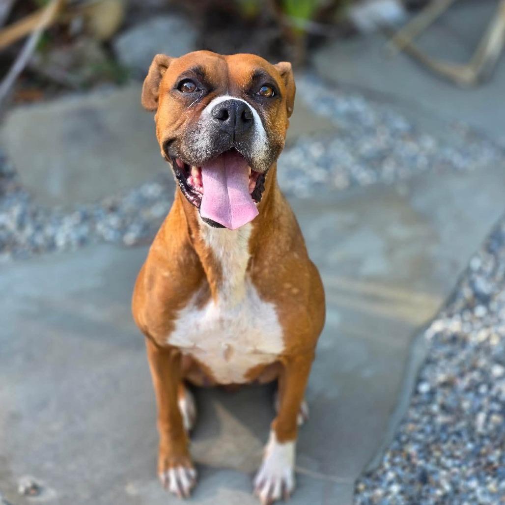 Ellie, Adoptable, Adult Female Boxer.
