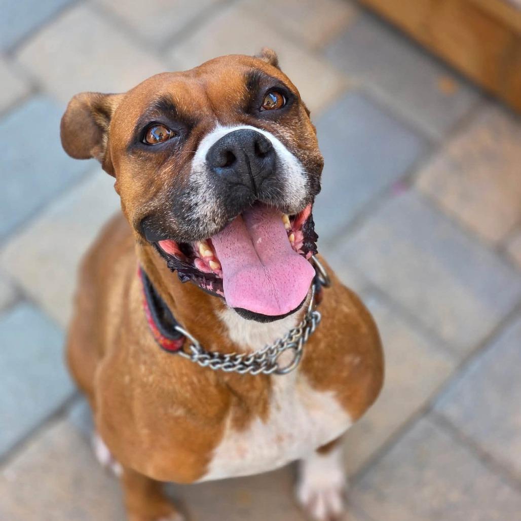 Enlarge Ellie, a Adoptable Boxer in McMinnville, OR image 2/3