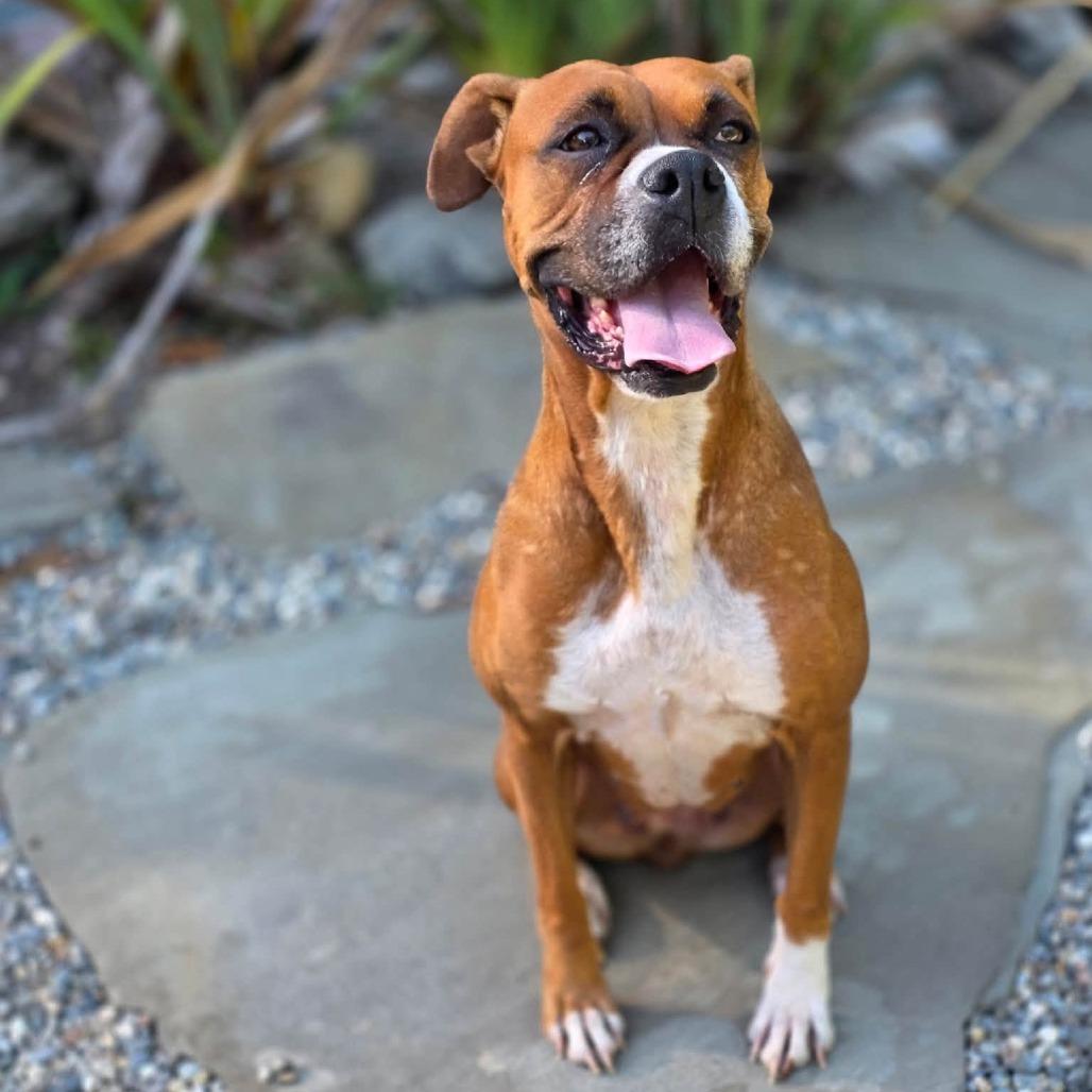 Enlarge Ellie, a Adoptable Boxer in McMinnville, OR image 3/3
