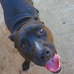 Bridget, Adult Female American Staffordshire Terrier