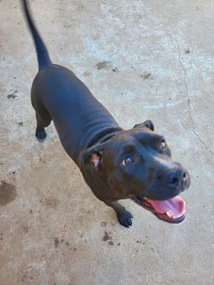 Bridget, a Adoptable American Staffordshire Terrier in White Settlement, TX image 2/5