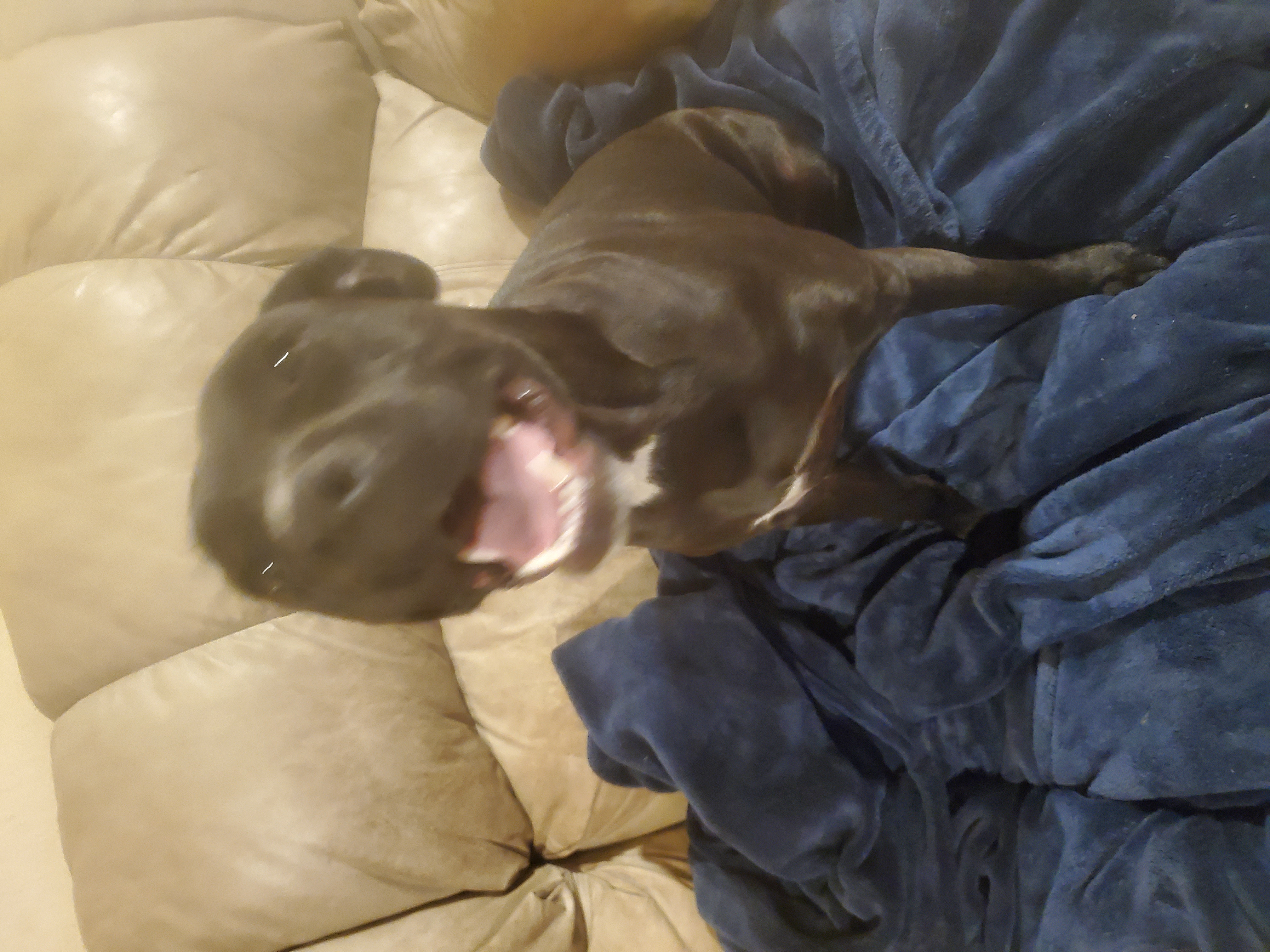 Bridget, a Adoptable American Staffordshire Terrier in White Settlement, TX image 3/5