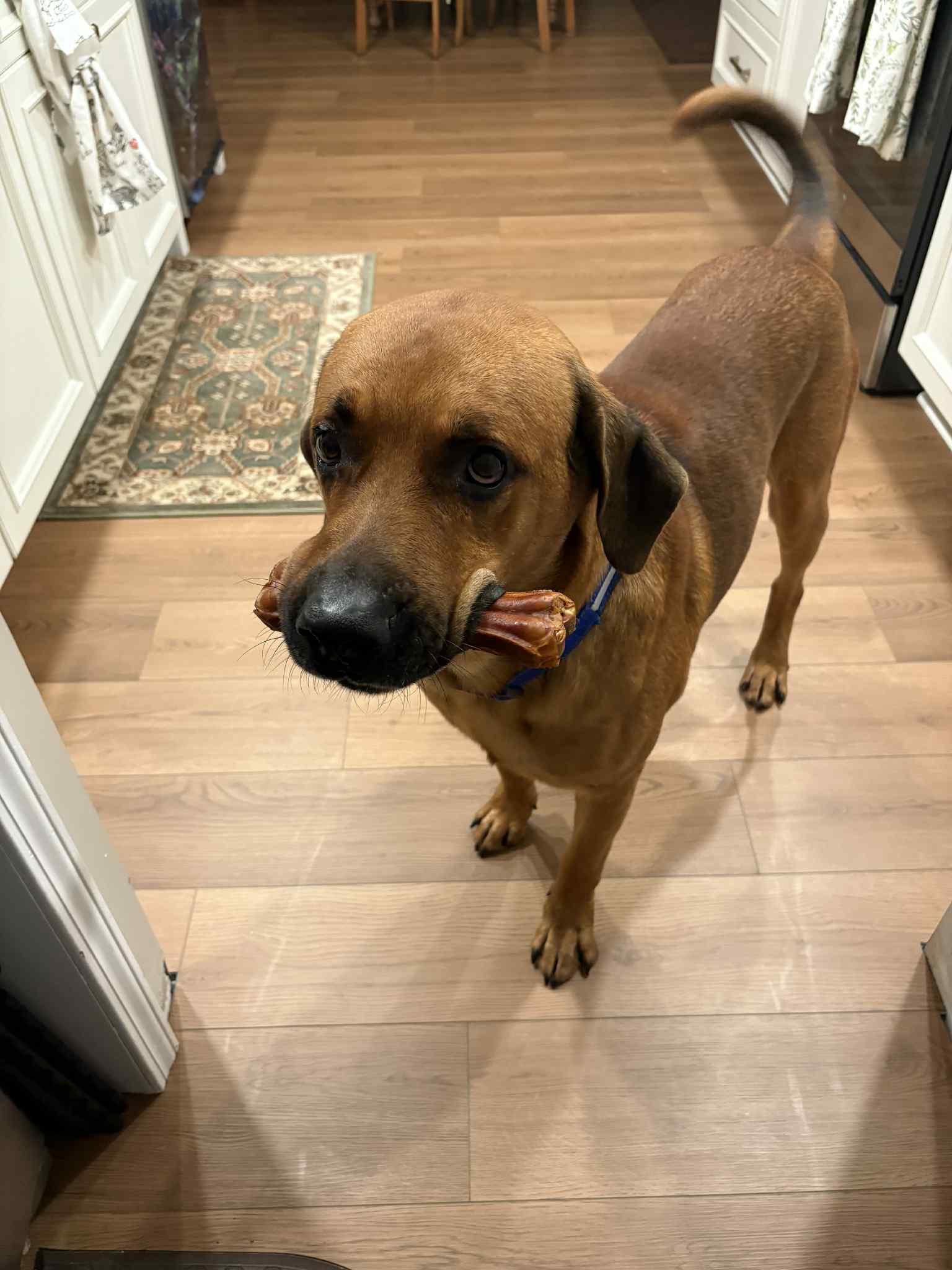 Enlarge Tucker, a Adoptable Dogue de Bordeaux in Springville, NY image 2/3