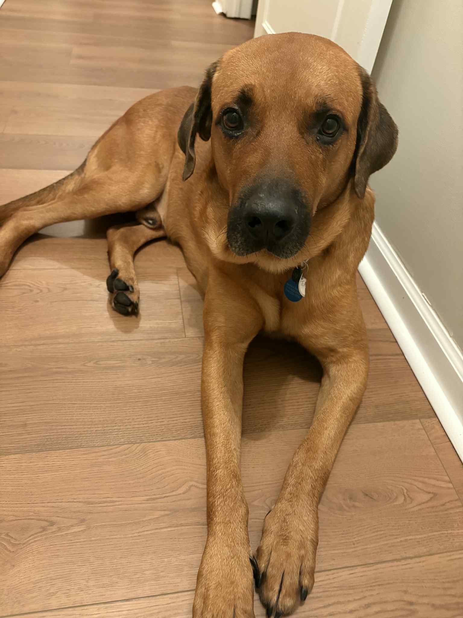 Enlarge Tucker, a Adoptable Dogue de Bordeaux in Springville, NY image 3/3