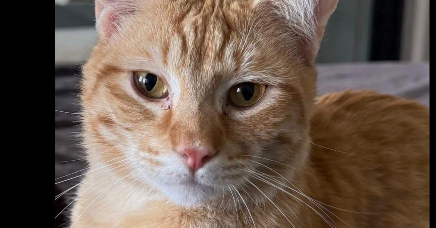Enlarge Ricky, a Adoptable mixed breed in Harpers Ferry, WV image 1/4