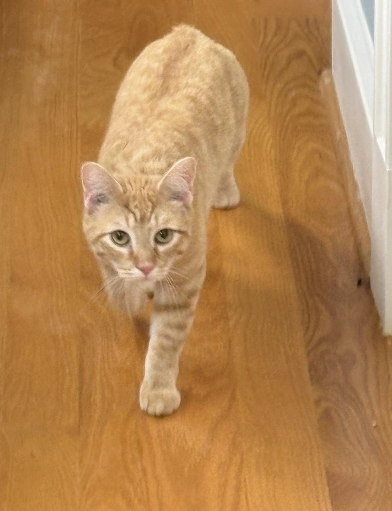 Enlarge Ricky, a Adoptable mixed breed in Harpers Ferry, WV image 1/4