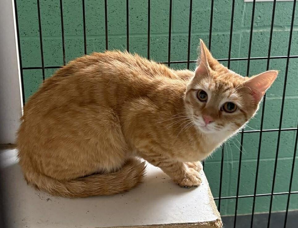Ricky, Adoptable, Young Male Tabby & Domestic Short Hair.