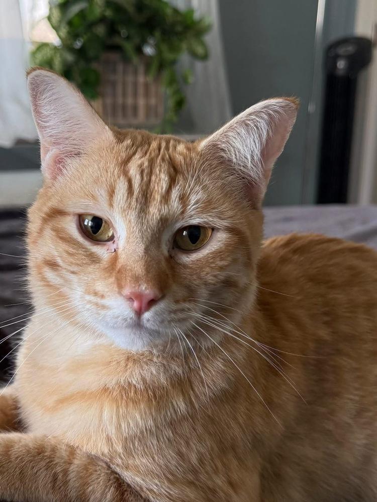 Enlarge Ricky, a Adoptable mixed breed in Harpers Ferry, WV image 3/4