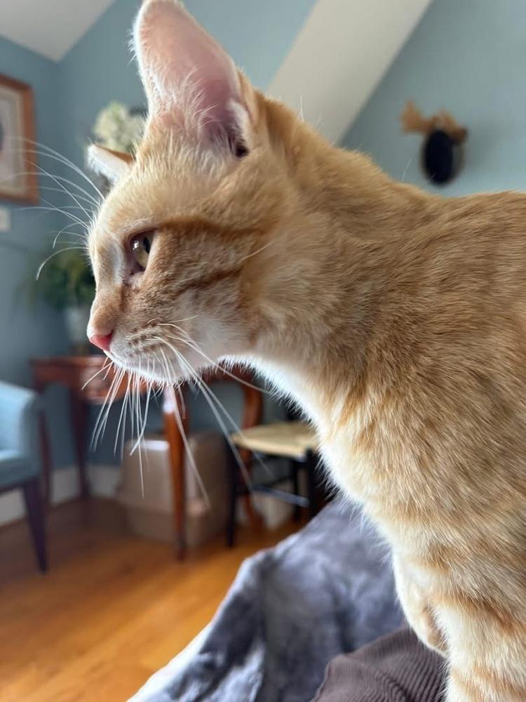 Enlarge Ricky, a Adoptable mixed breed in Harpers Ferry, WV image 4/4