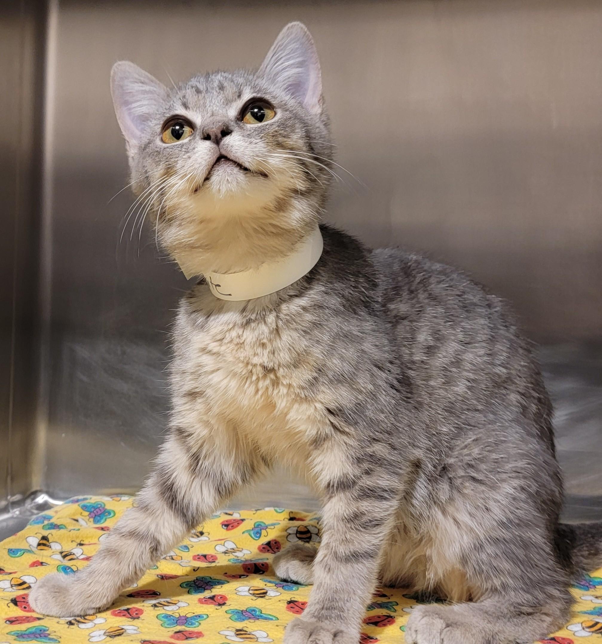 Graphite, adopted, Kitten Female American Shorthair.