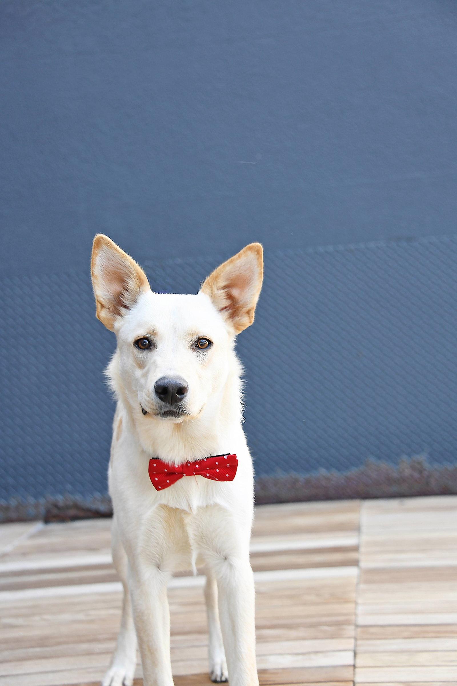 King Titan, Adopted, Young Male German Shepherd Dog.