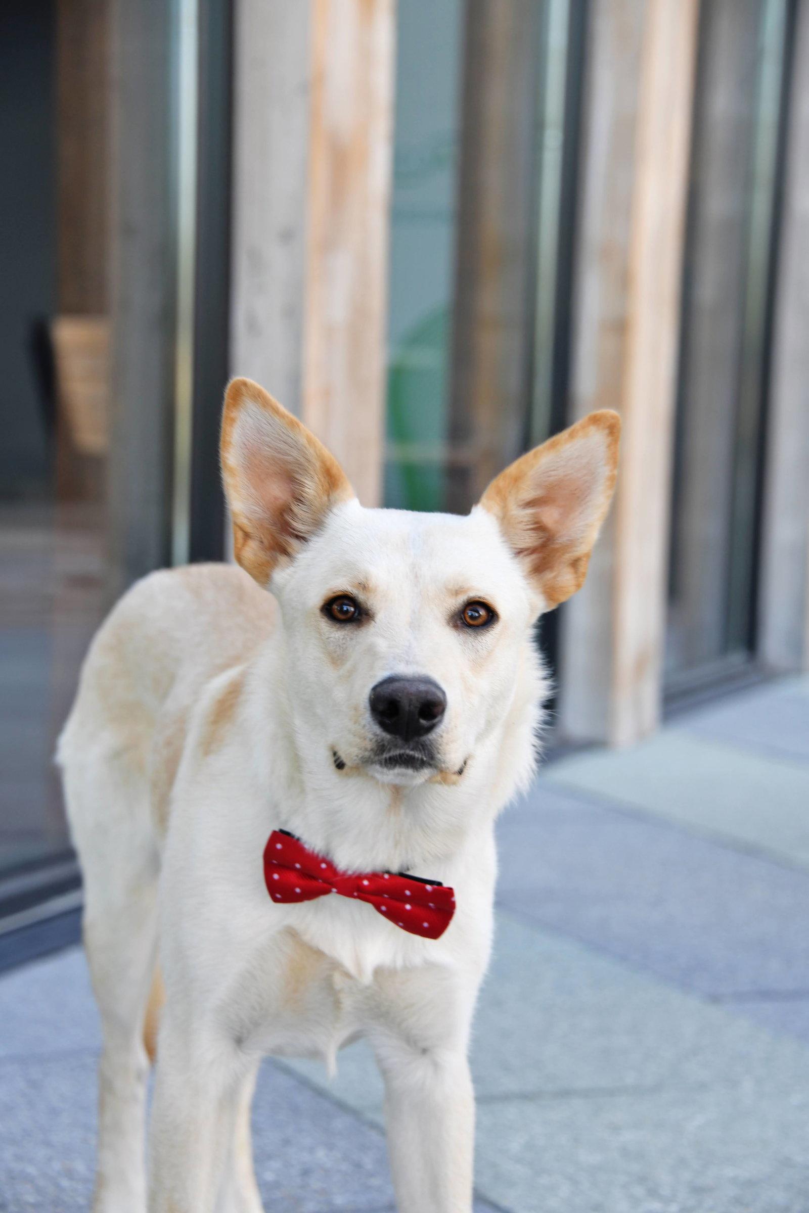 Enlarge King Titan, a Adopted German Shepherd Dog in Salt Lake City, UT image 2/3